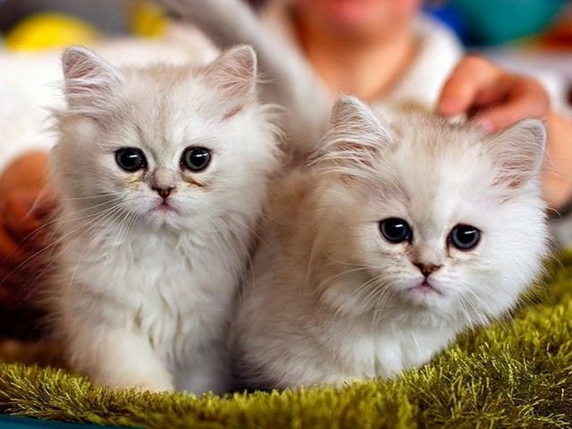 Породы кошек в Прокопьевске | ЗооТом портал о животных