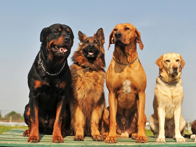 Крупные породы собак в Прокопьевске | ЗооТом портал о животных